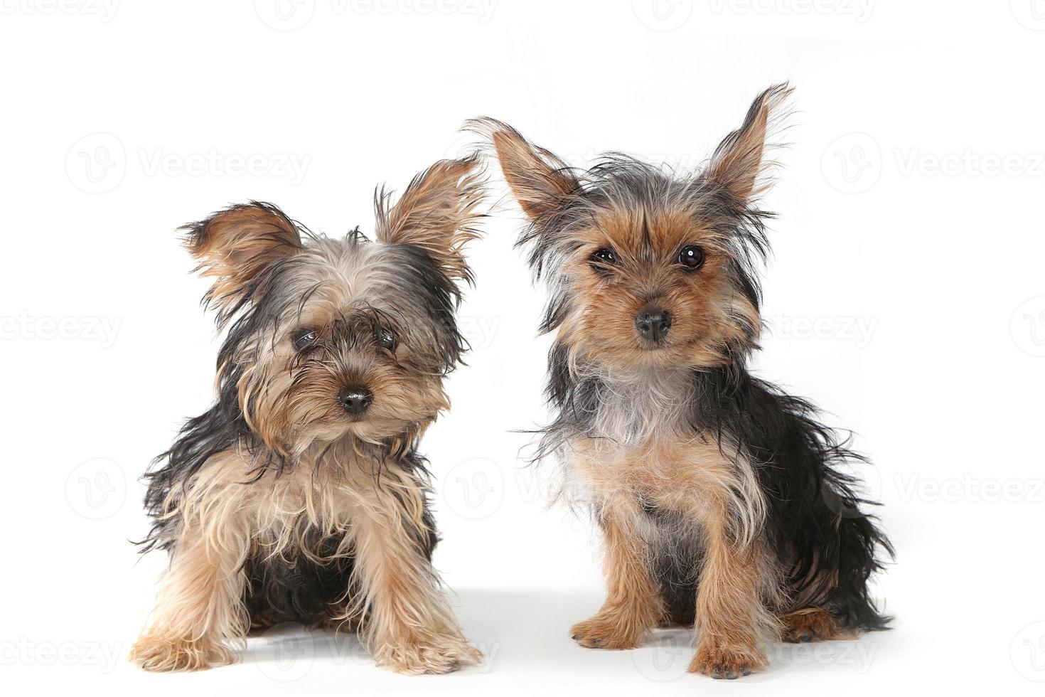 yorkshire terrier puppy's zittend op een witte achtergrond foto