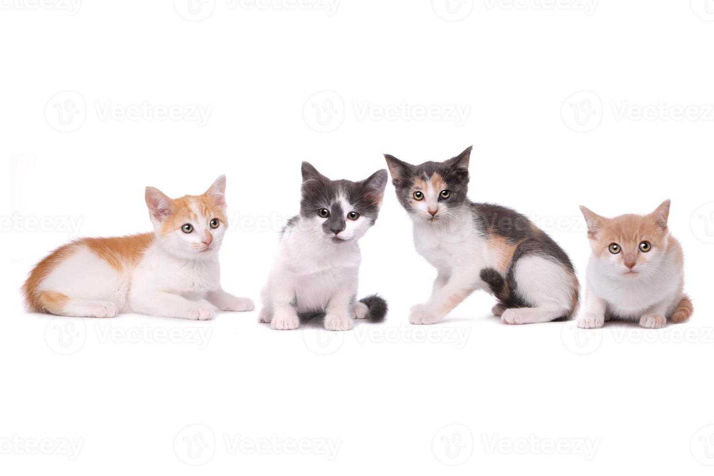 vier schattige gevlekte kittens op witte achtergrond foto