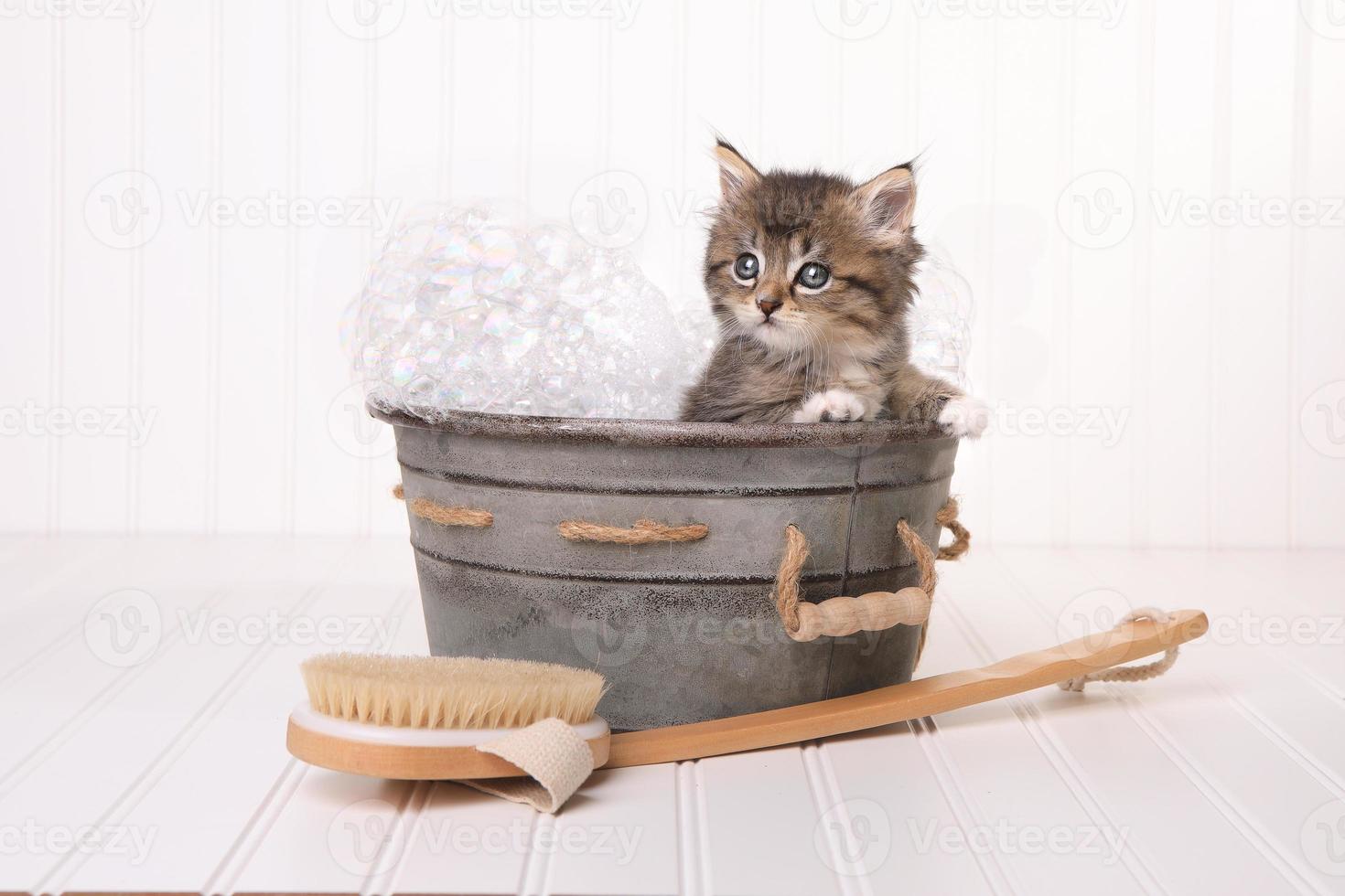 maincoon kitten met grote ogen in wastobbebaden foto