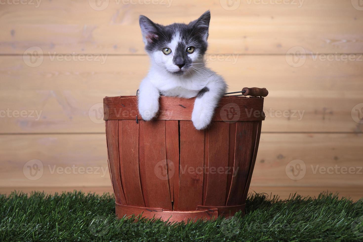 maincoon kitten met grote ogen foto