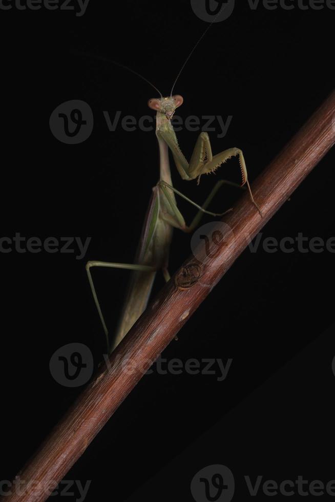 groene bidsprinkhaan op zwarte achtergrond foto