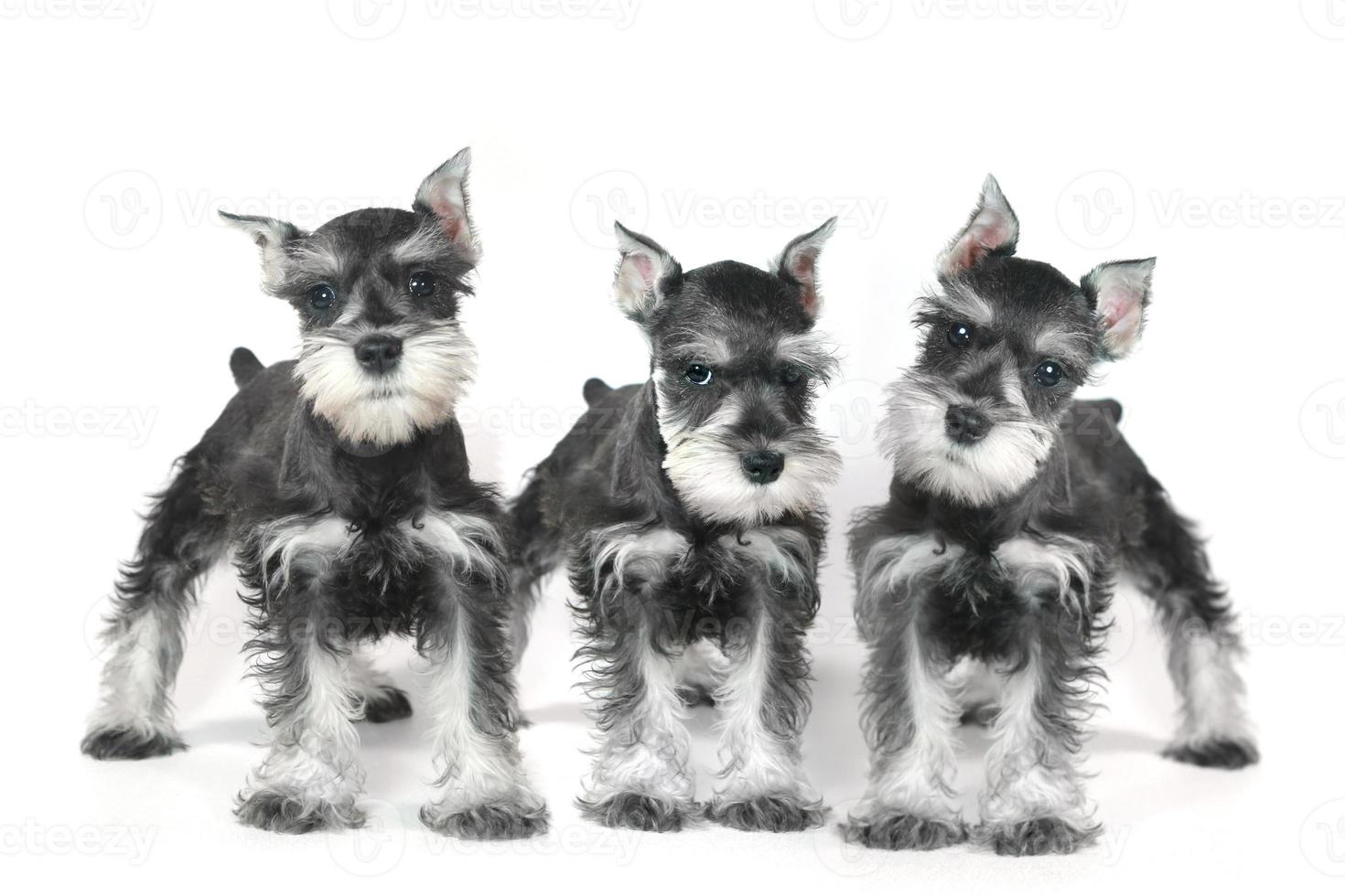 schattige baby miniatuur schnauzer puppy hondje op wit foto