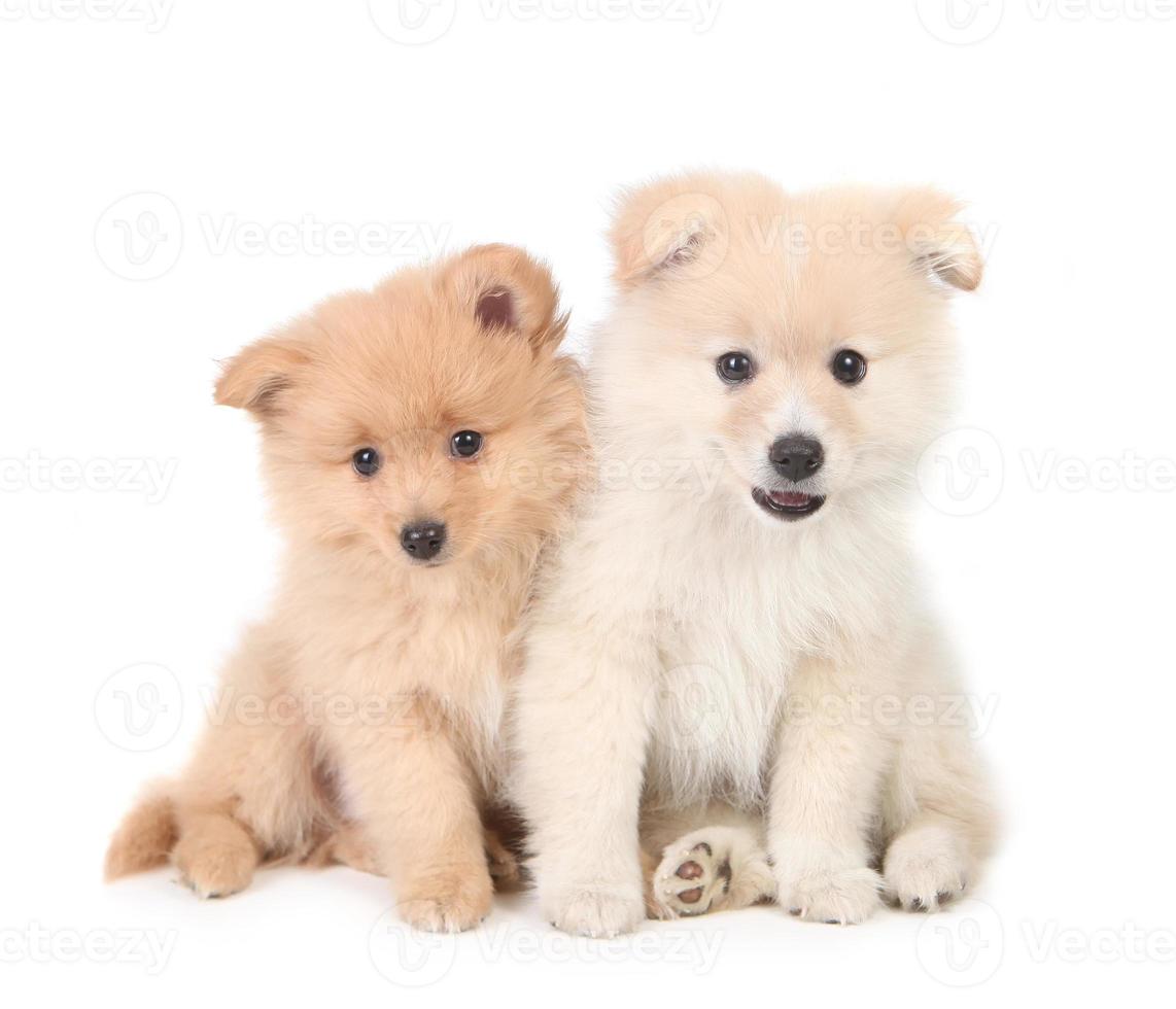 gelukkige Pommeren puppy's die samen op witte achtergrond knuffelen foto