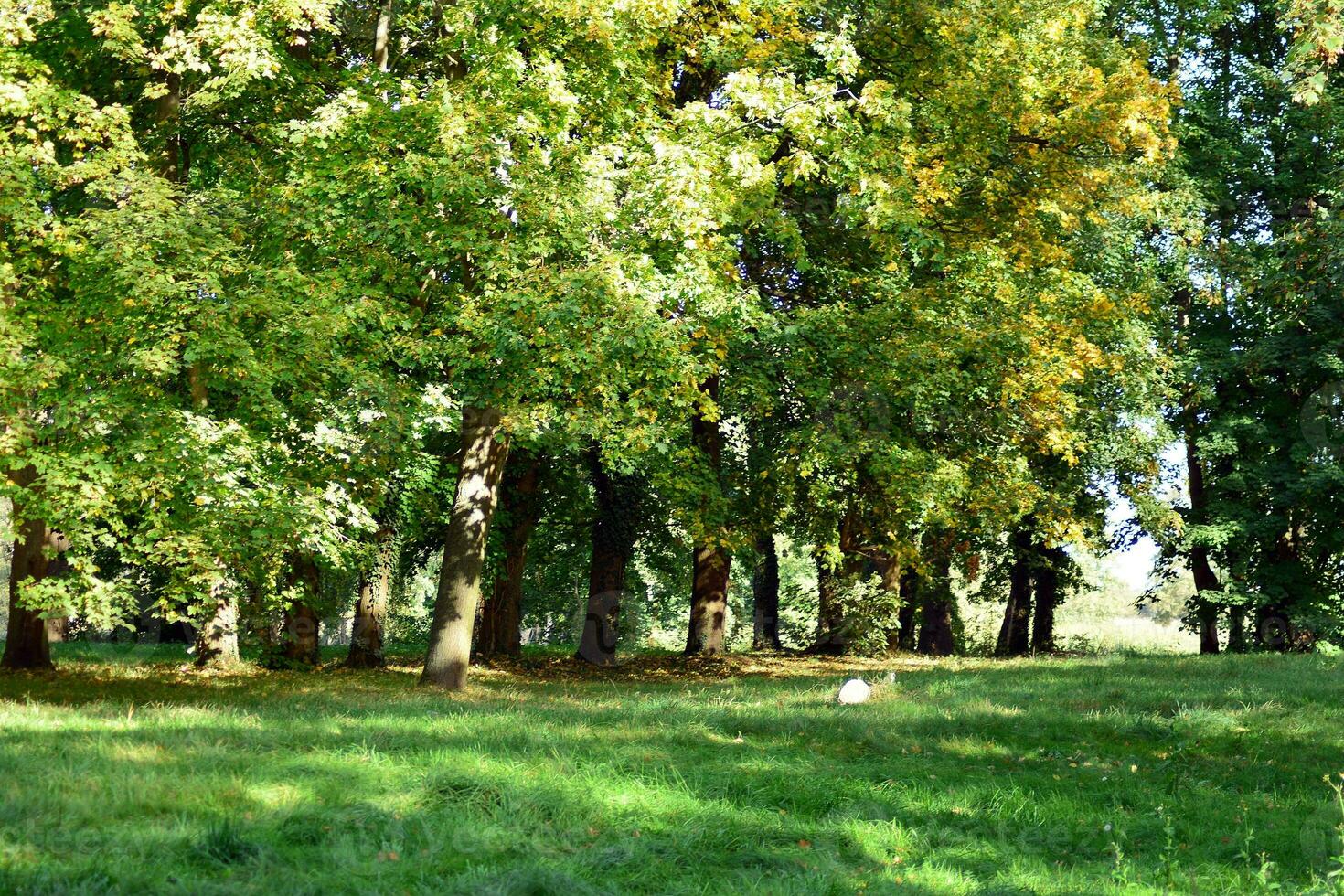 groen bomen in de stad park foto