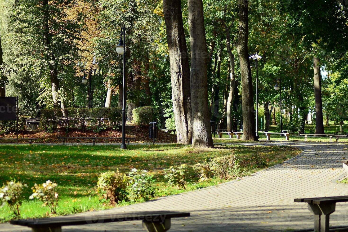 groen bomen in de stad park foto