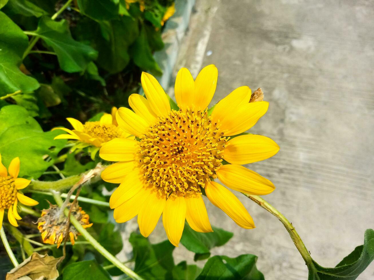 mooi zonnebloem Aan een zonnig dag met een natuurlijk achtergrond. selectief focus foto