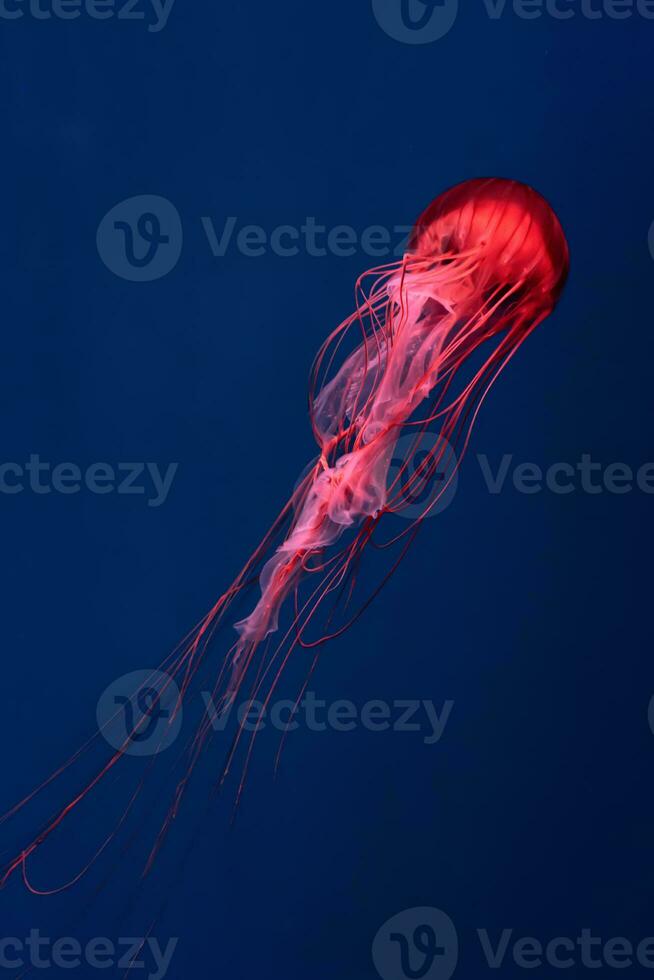 rood gloed kwal chrysaora pacifica in blauw water. duiken, theriologie, onderzees leven foto