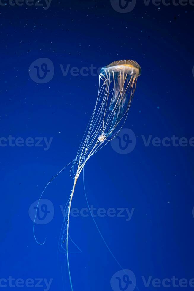 gloed chrysaora melanaster of bruin kwal in blauw water. theriologie, onderzees leven foto