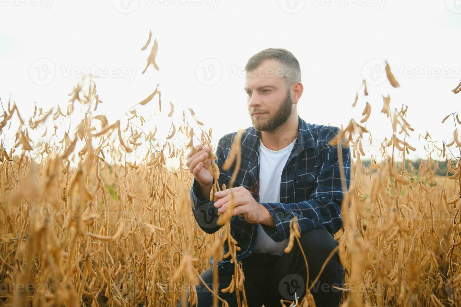 een jong knap boer of agronoom onderzoekt de rijpen van soja bonen in de veld- voordat oogsten foto