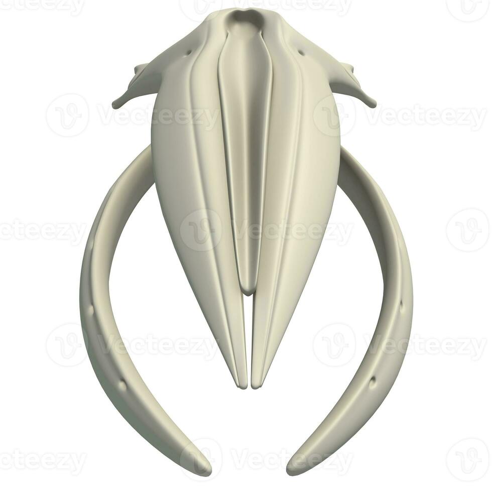 gebochelde walvis schedel dier anatomie 3d renderen Aan wit achtergrond foto