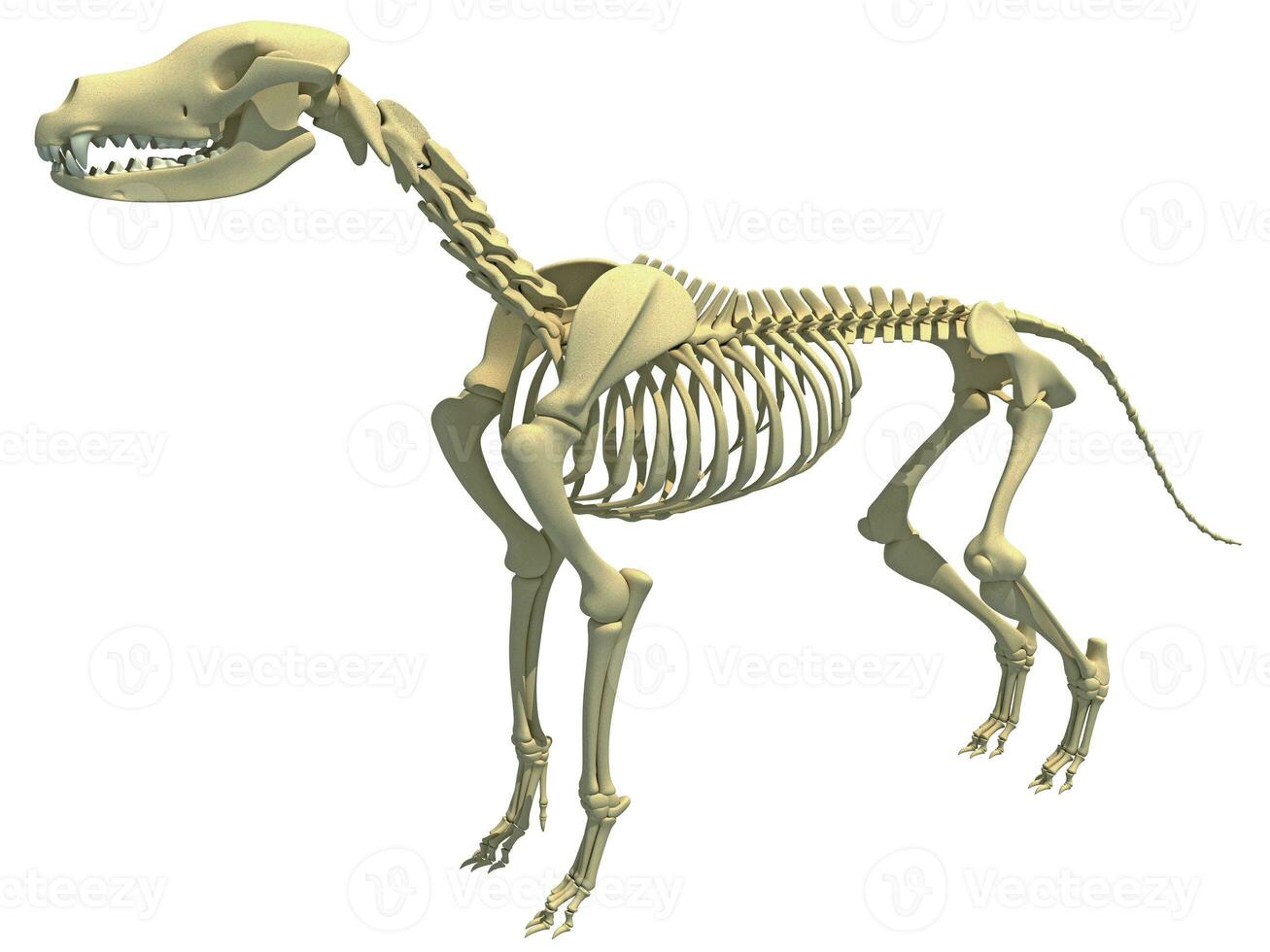 hond skelet dier anatomie 3d renderen foto