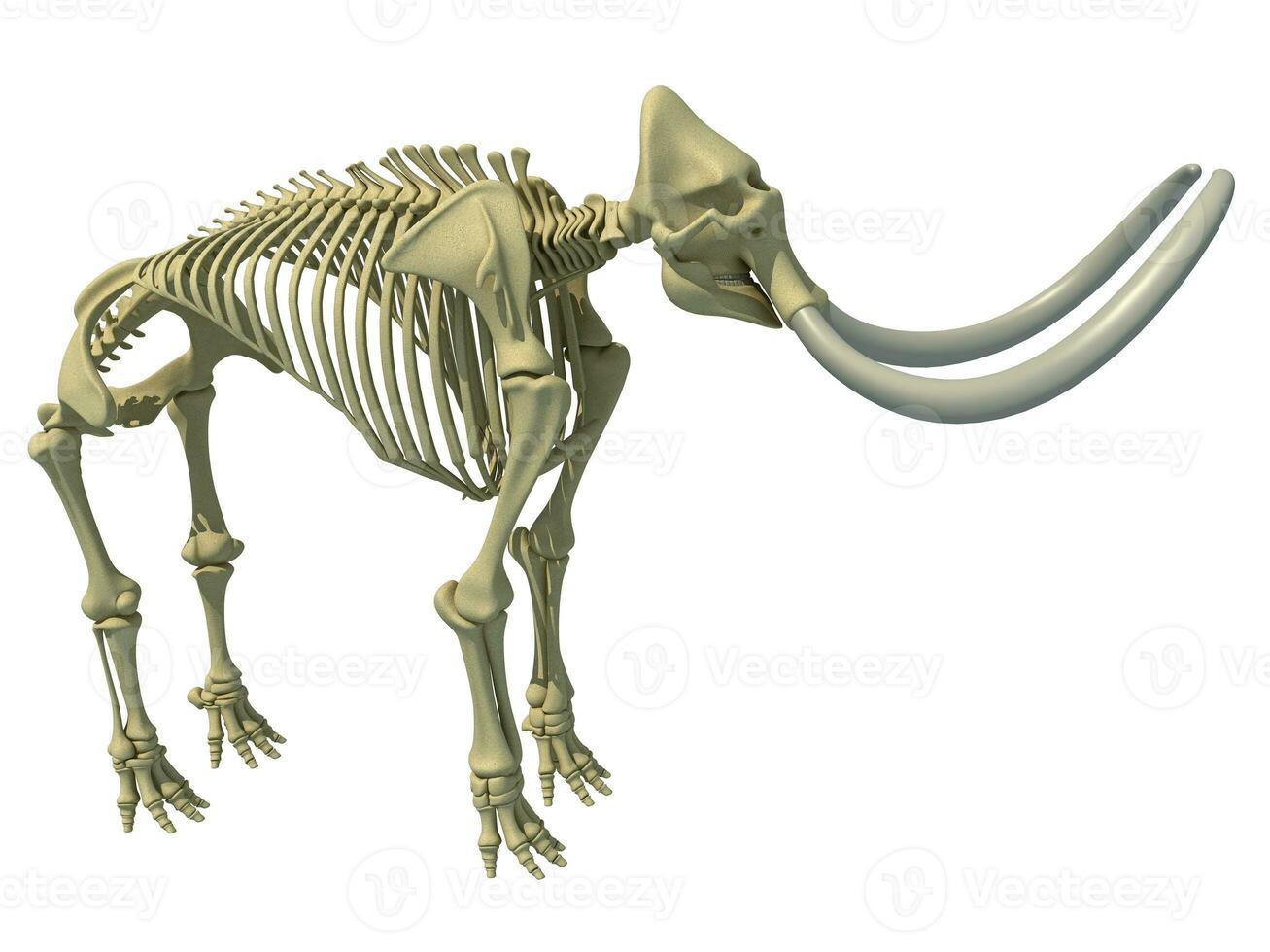 mammoet- skelet dier anatomie 3d renderen foto