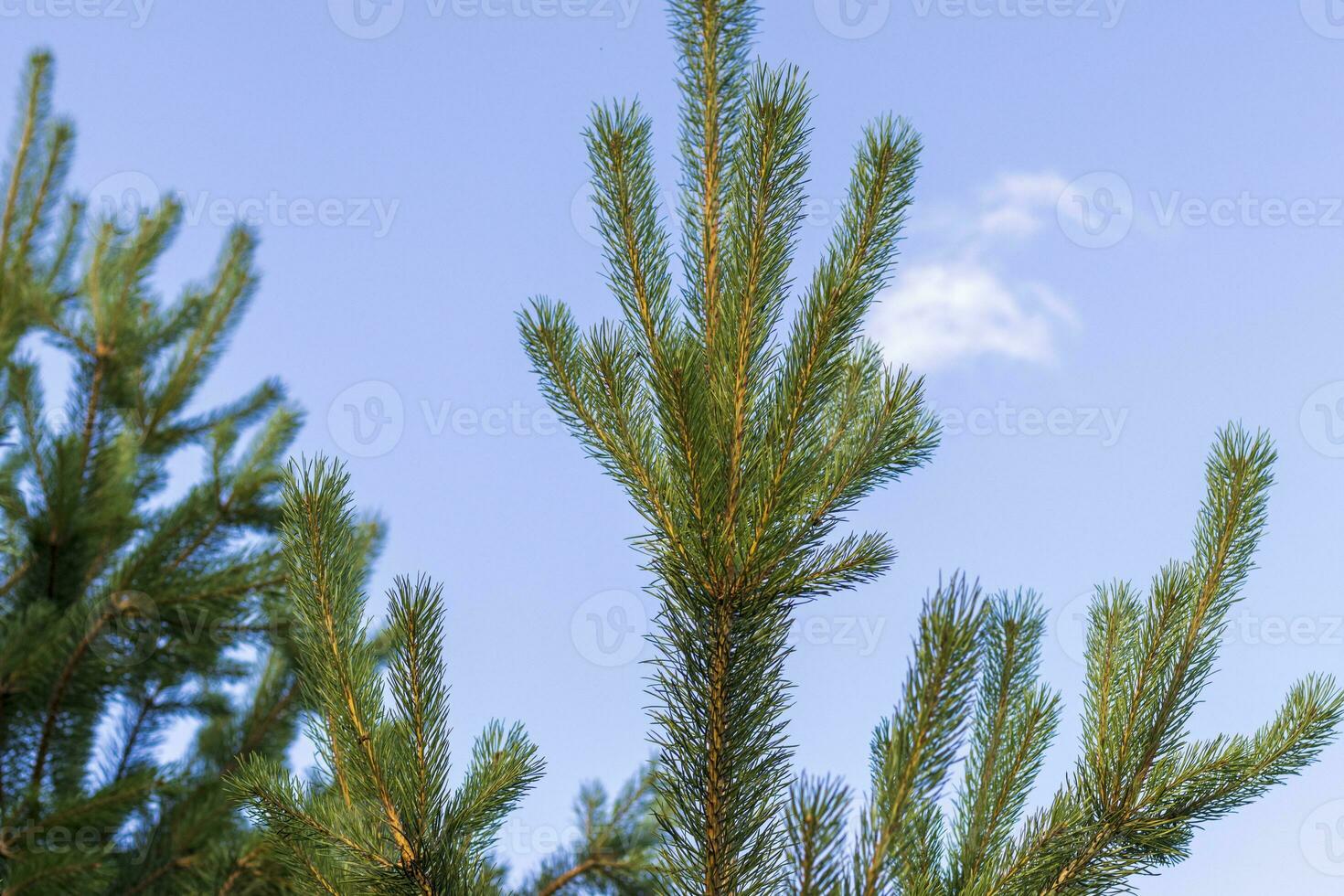 dichtbij omhoog schot van de takken van de sparren. natuur foto