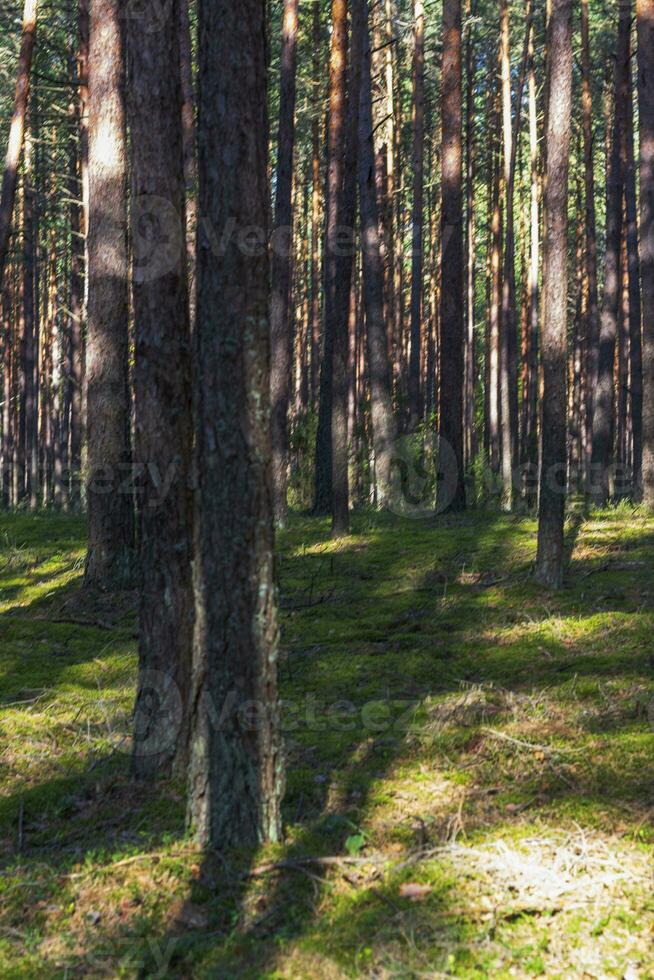 dichtbij omhoog schot van de bodem oppervlakte in de Woud. natuur foto