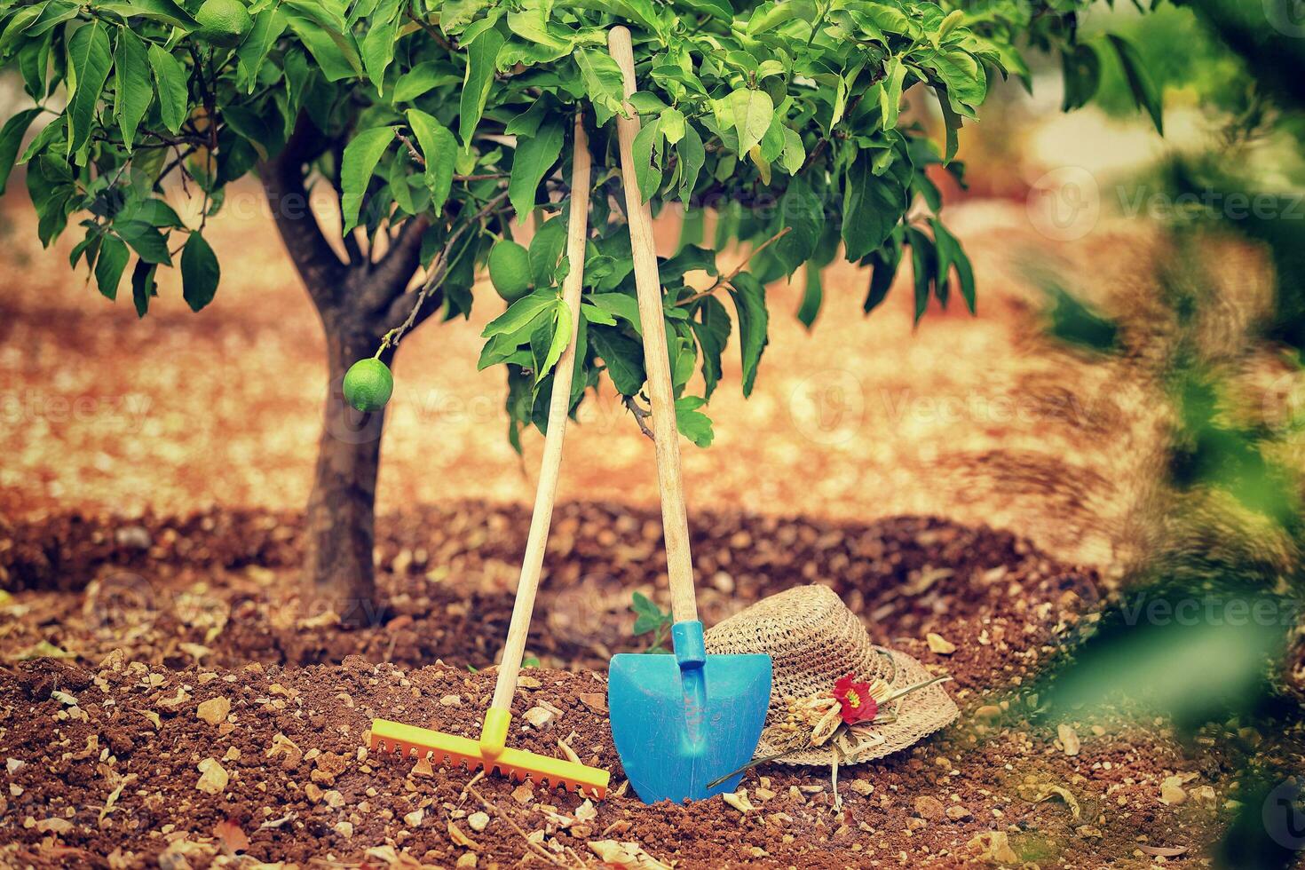 fruit tuin met gereedschap foto