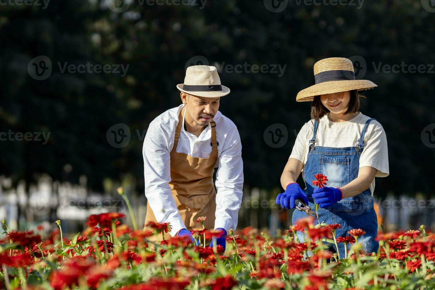 team van Aziatisch boer en bloemist is werken in de boerderij terwijl snijdend zinnia bloemen gebruik makend van snoeischaar voor besnoeiing bloem bedrijf in zijn boerderij voor landbouw industrie concept foto