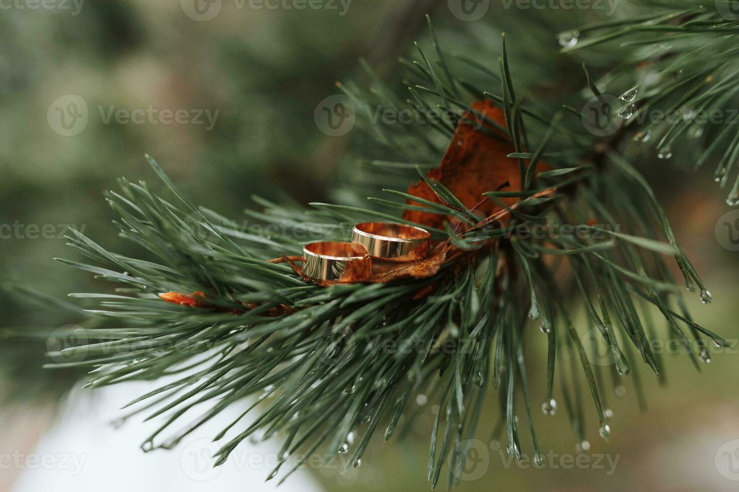 twee goud bruiloft ringen Aan een Kerstmis boom Afdeling buitenshuis detailopname. liefde en huwelijk een symbool van de bruiloft dag, de concept van sieraden foto