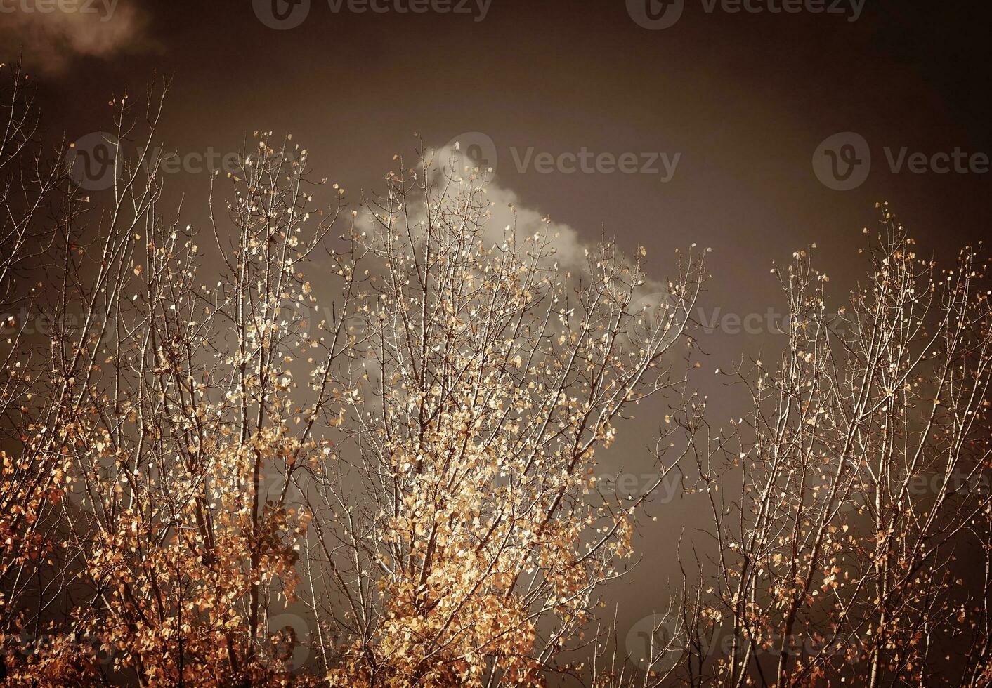 herfst wijnoogst bomen foto