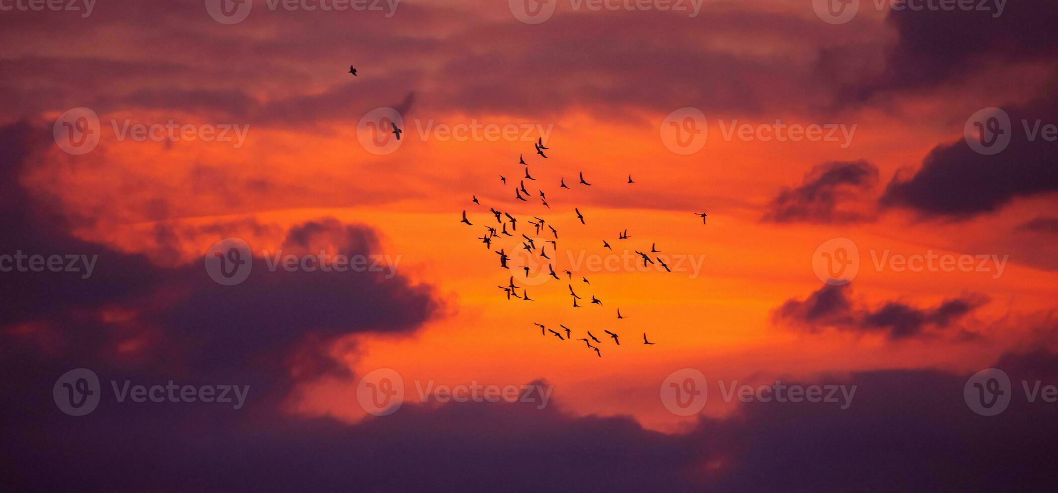 vogel migratie over- dramatisch zonsondergang foto