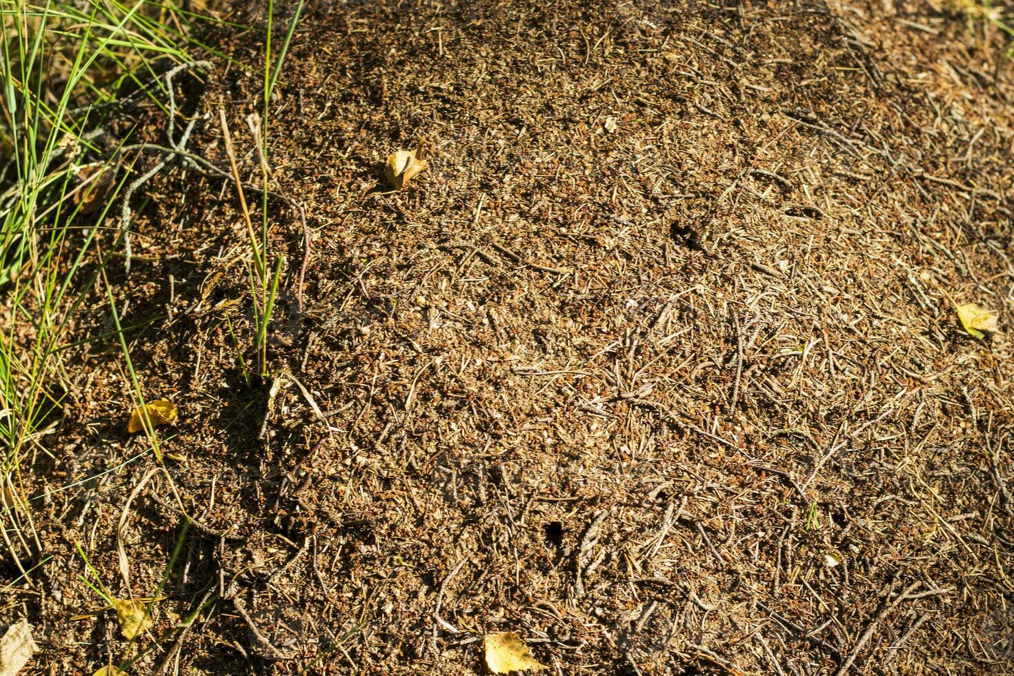 dichtbij omhoog schot van de mierenhoop. natuur foto