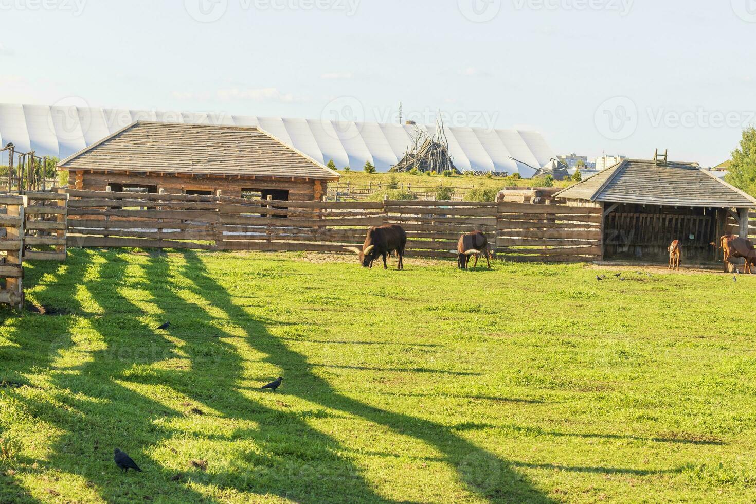 schot van de buffel. dieren foto