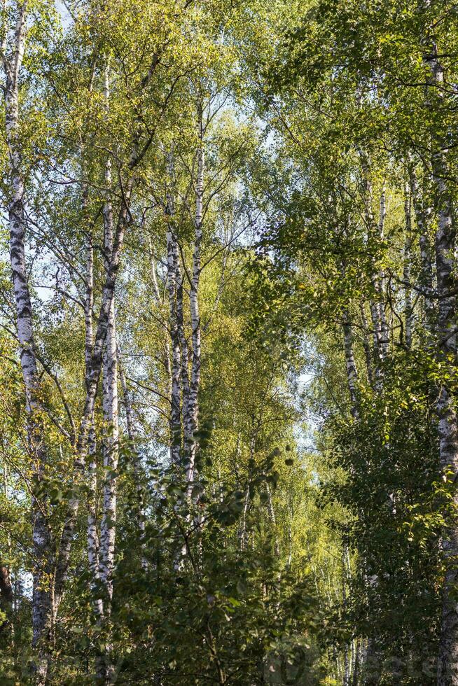 schot van de groot berk bomen. natuur foto