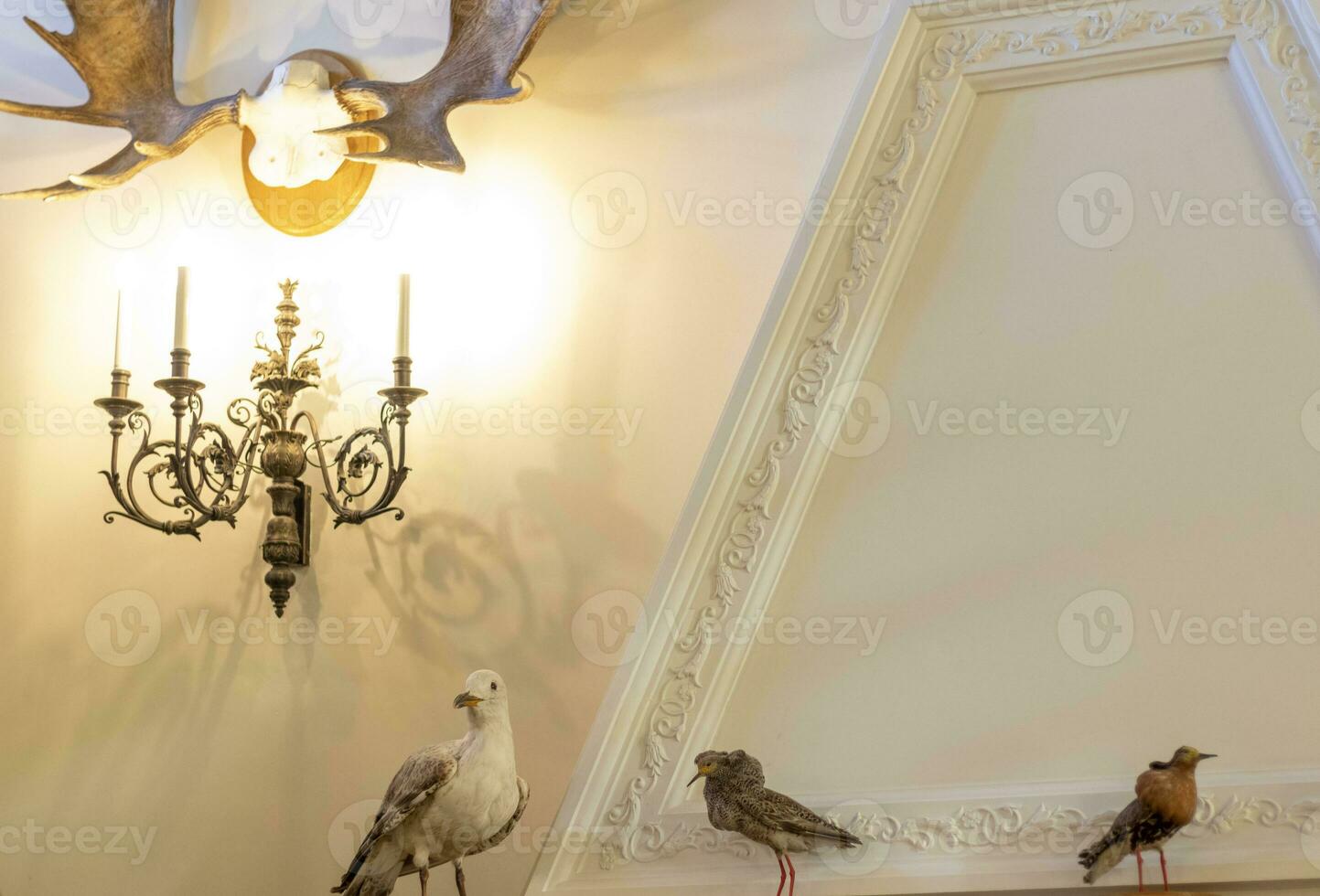 schot van de jacht- trofeeën Aan de muur van de kamer, decor foto