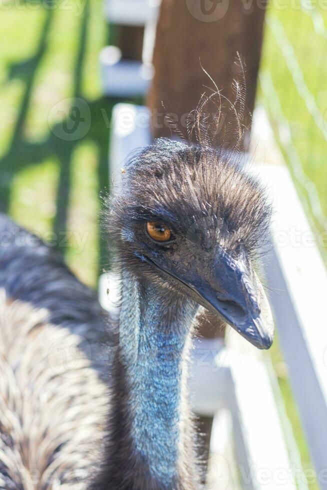 dichtbij omhoog schot van de emoe struisvogel in de dierentuin. dieren foto