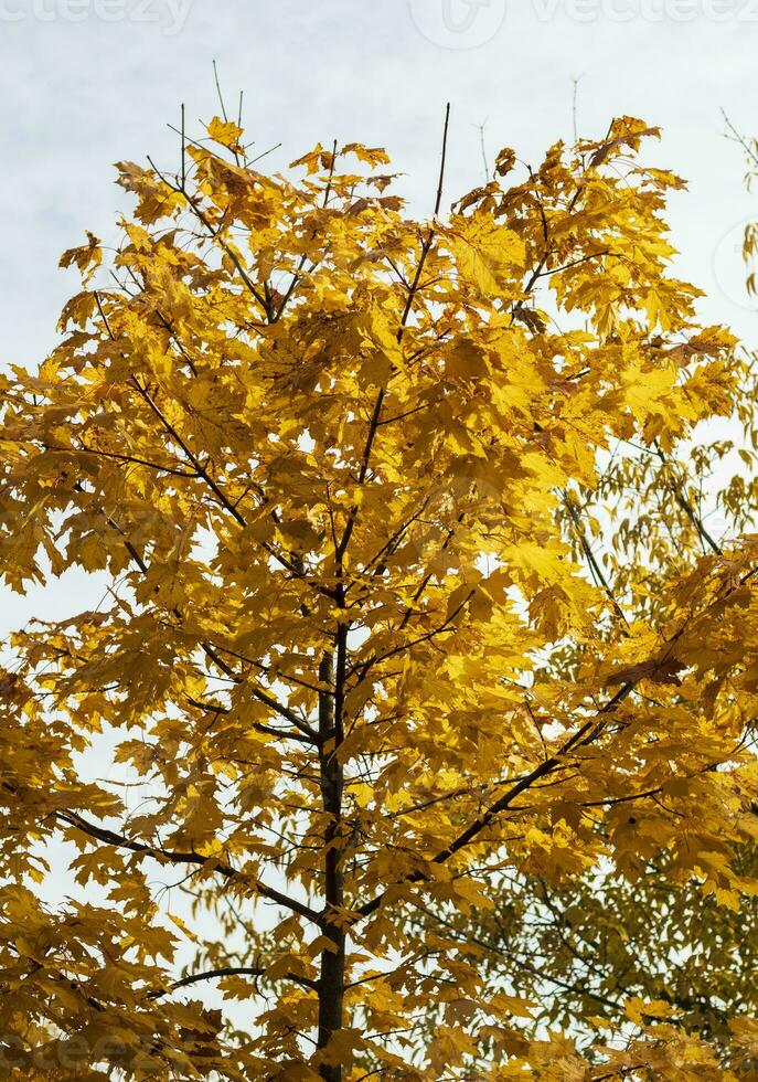 schot van de kleurrijk herfst bomen. natuur foto