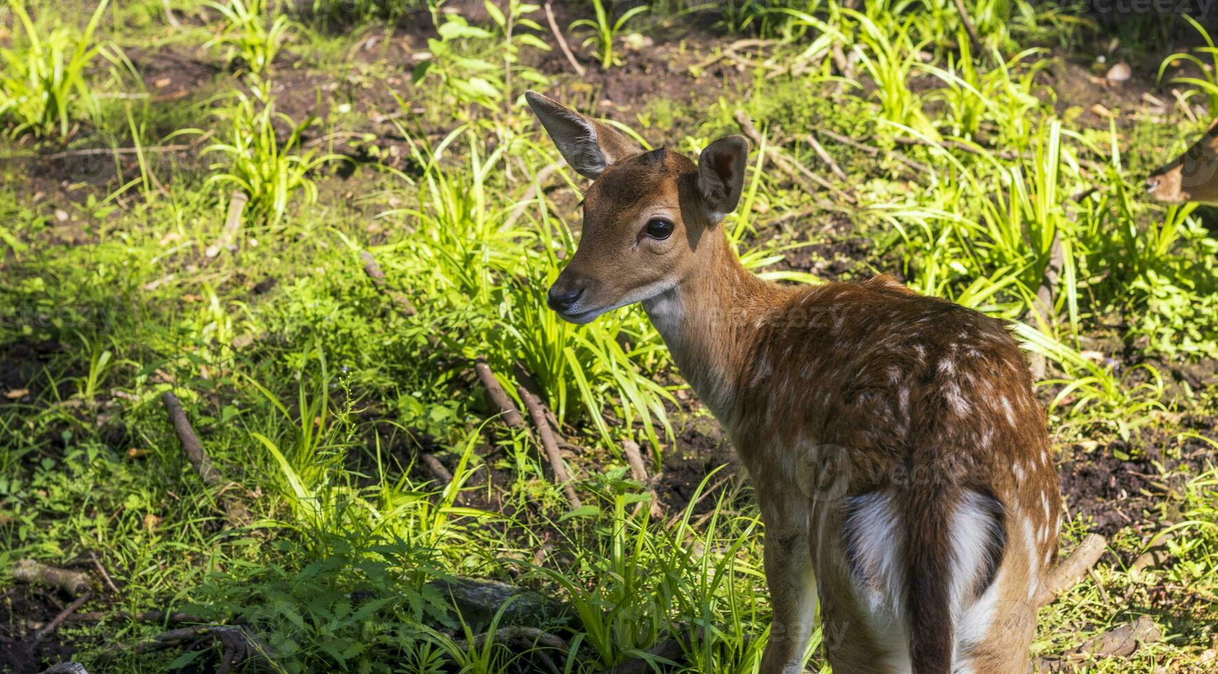 schot van de herten in de Woud. dieren foto