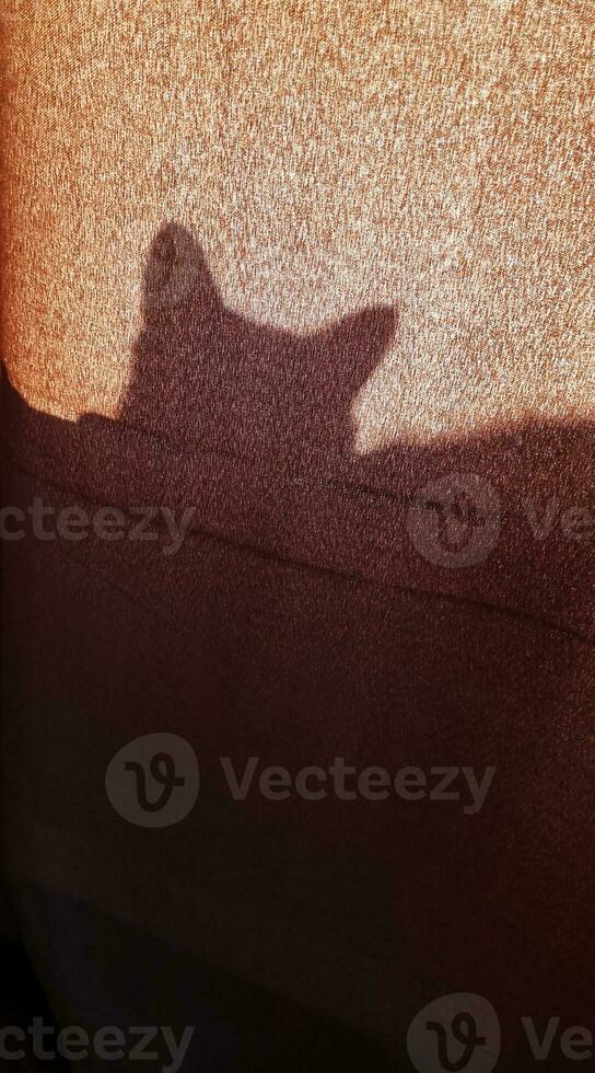 silhouet van de kat spelen achter de gordijn. huisdieren foto