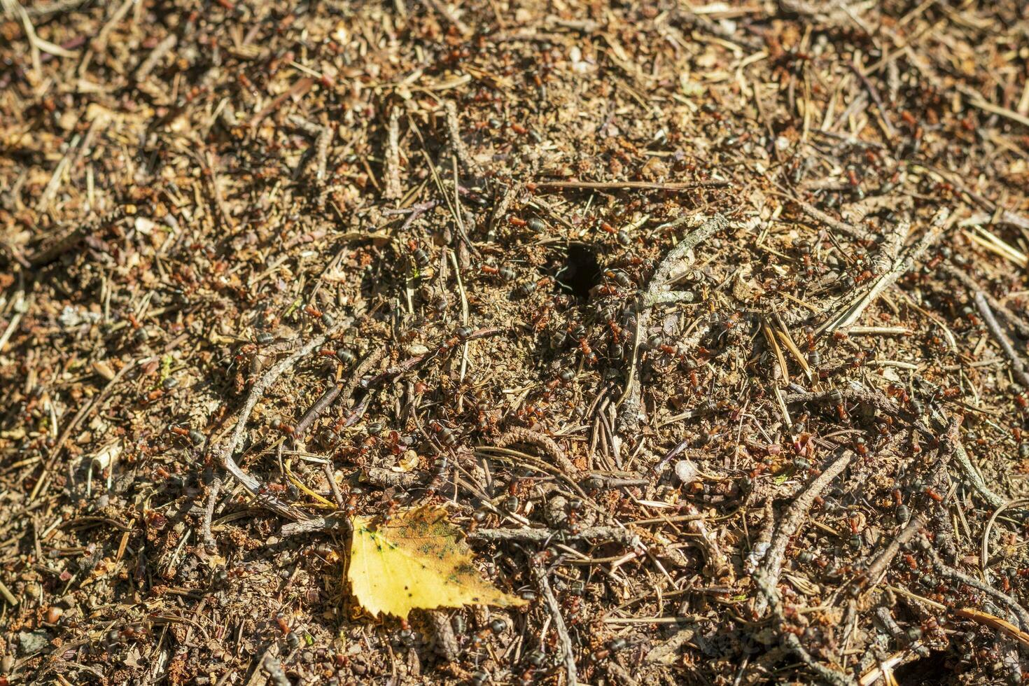 dichtbij omhoog schot van de mierenhoop. natuur foto