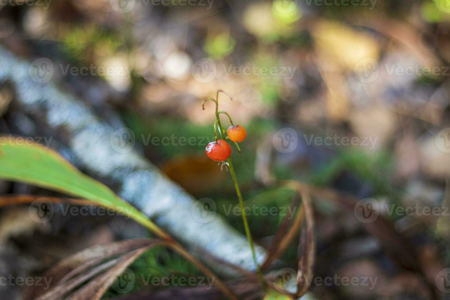 dichtbij omhoog schot van de bodem oppervlakte in de Woud. natuur foto