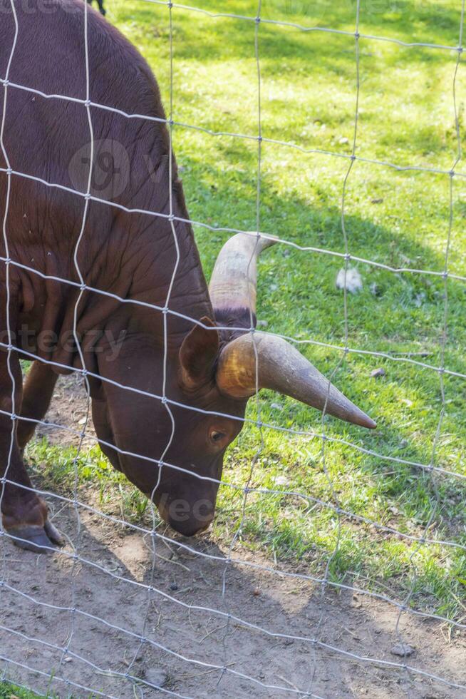 schot van de koeien in de boerderij. dieren foto