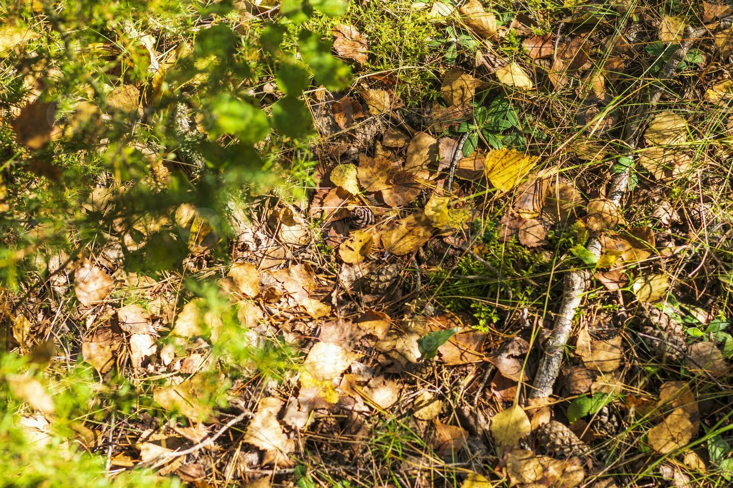 dichtbij omhoog schot van de bodem oppervlakte in de Woud. natuur foto