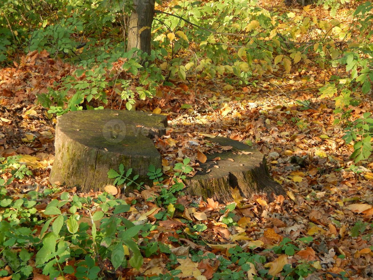 landschapstuin in parkkunst foto