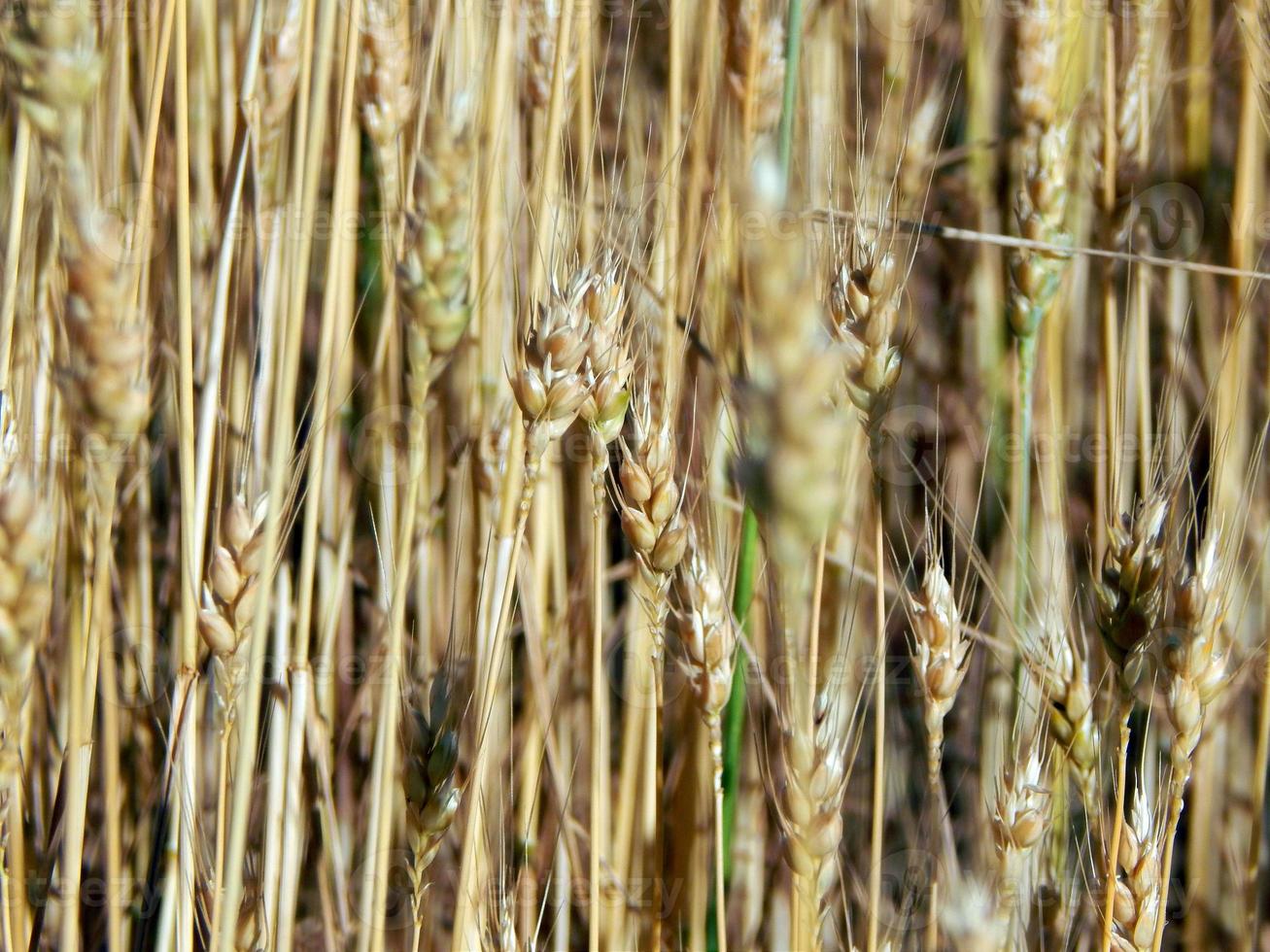 tarweveld textuur van hooi foto