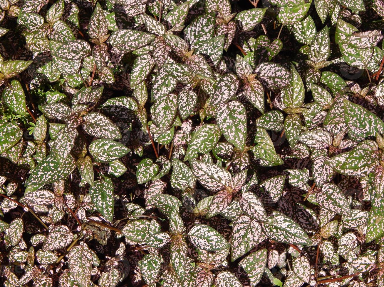 groene achtergrond en het landschap in het park foto