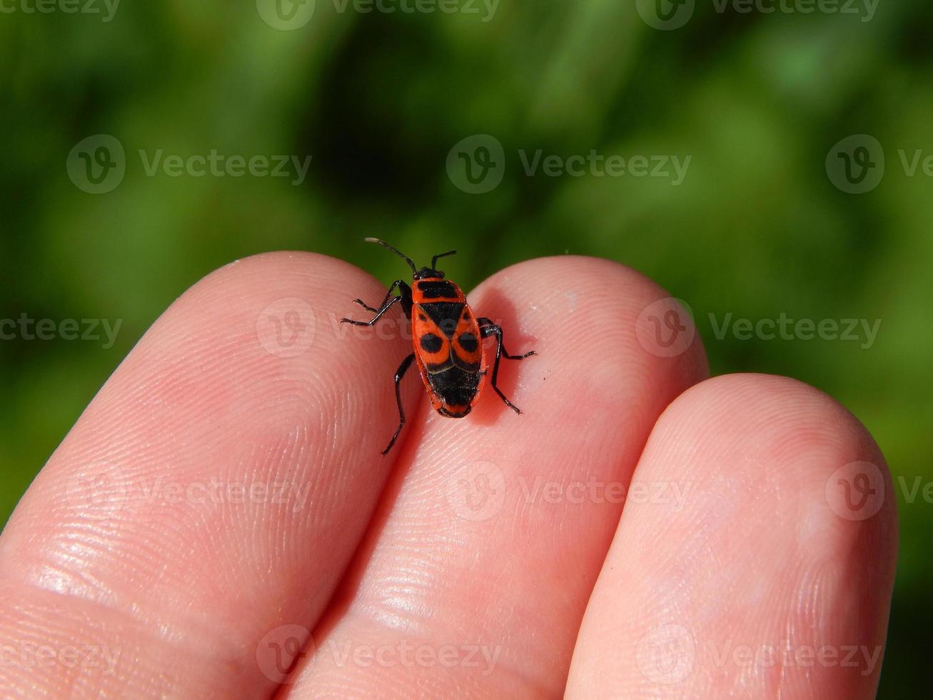 dieren op de achtergrond van een omheining en de natuur foto