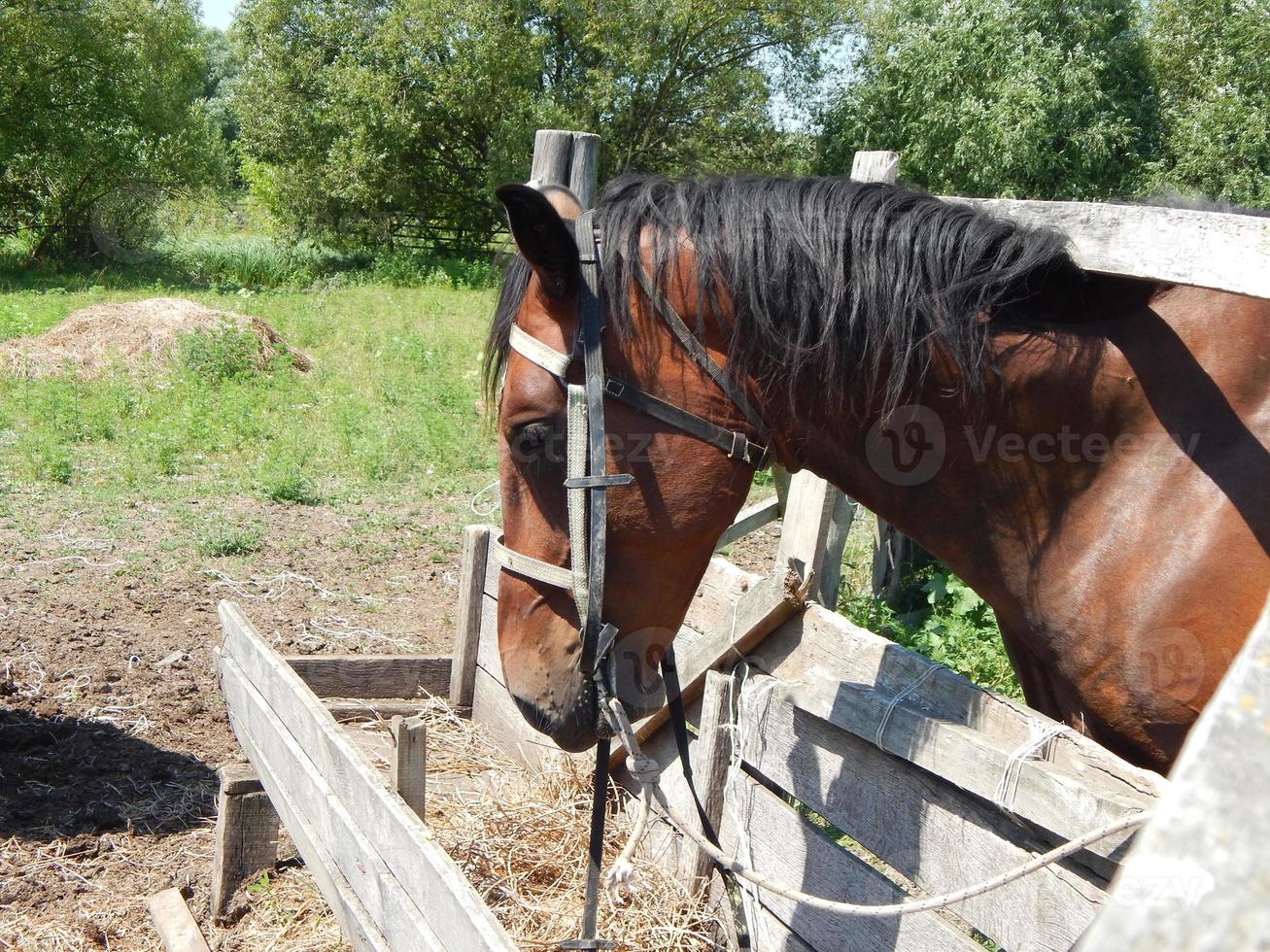 dieren op de achtergrond van een omheining en de natuur foto