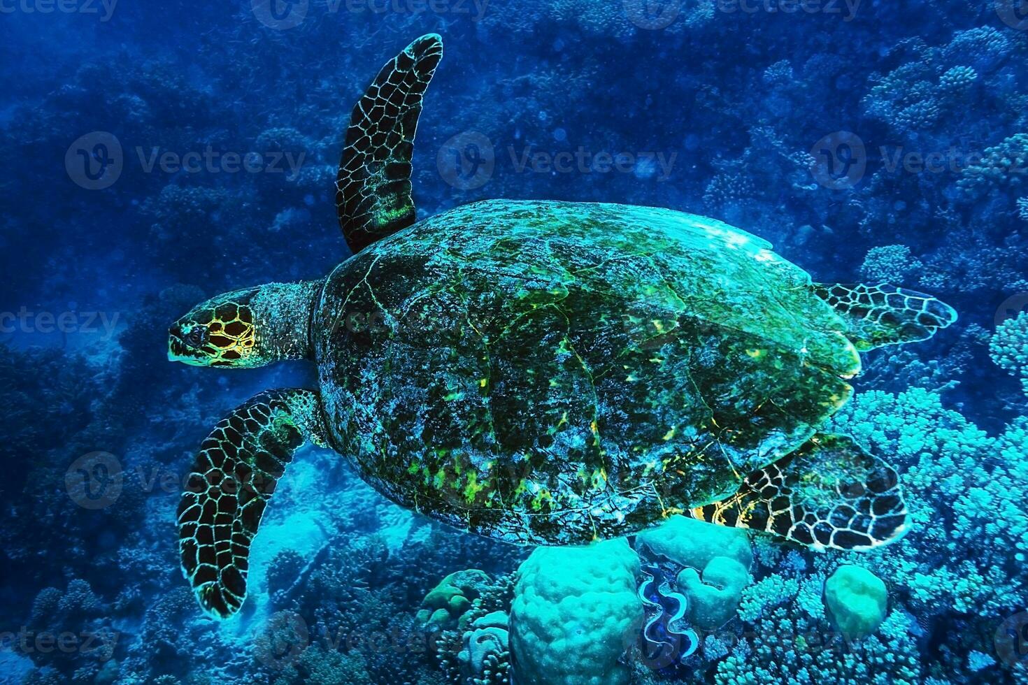 groot schildpad onderzees foto
