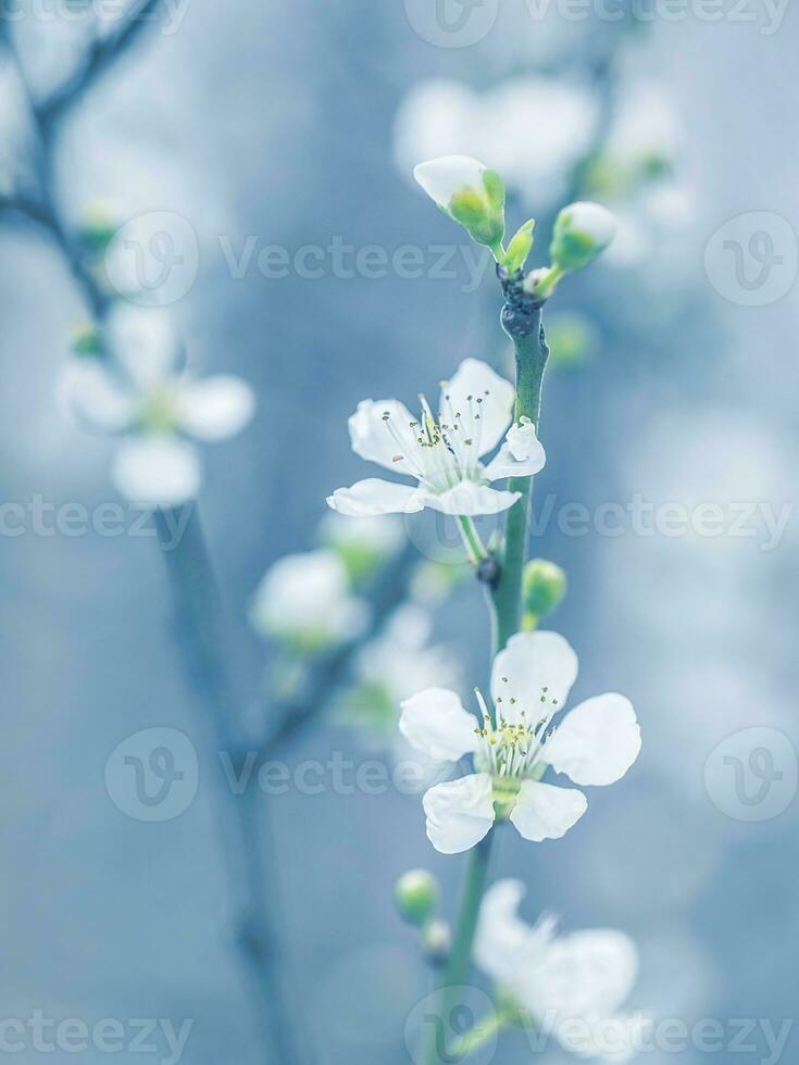 bloeiend boom Bij voorjaar foto
