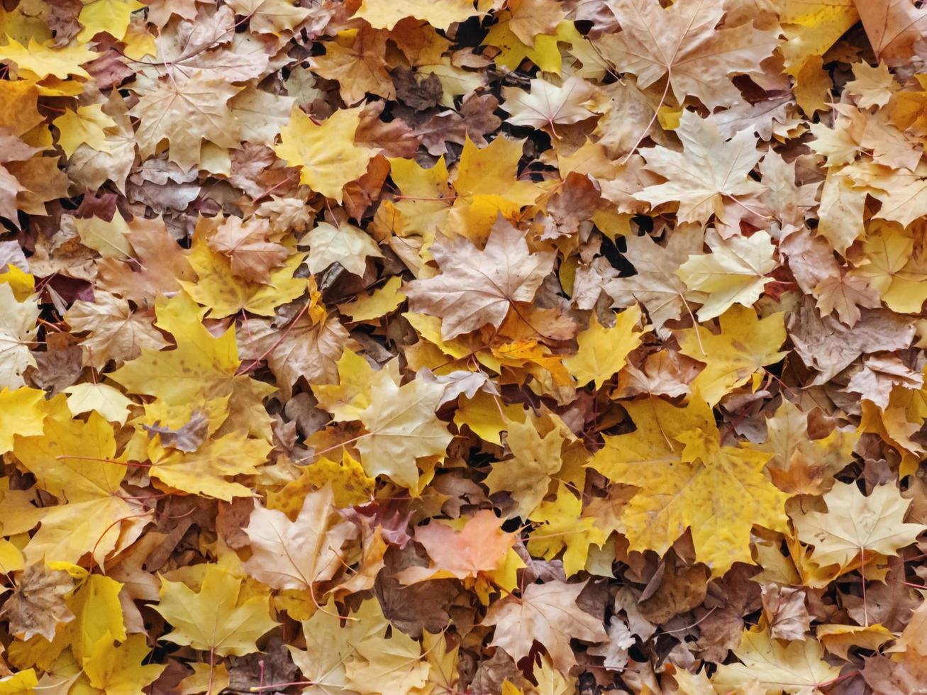 herfst gele bladeren achtergrond foto
