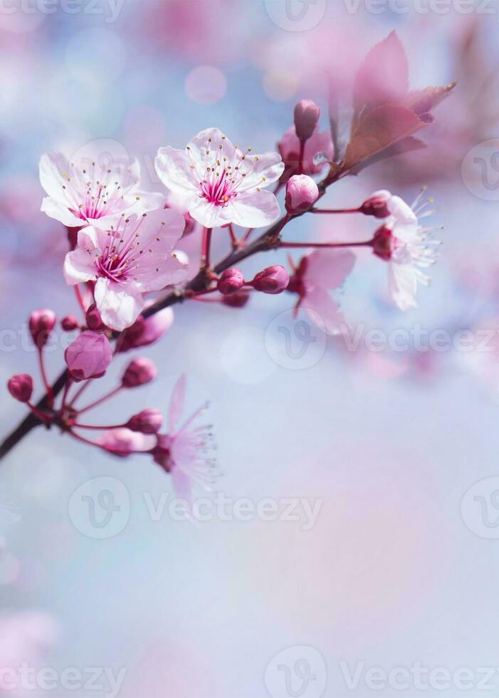 lente bloeiend boom achtergrond foto