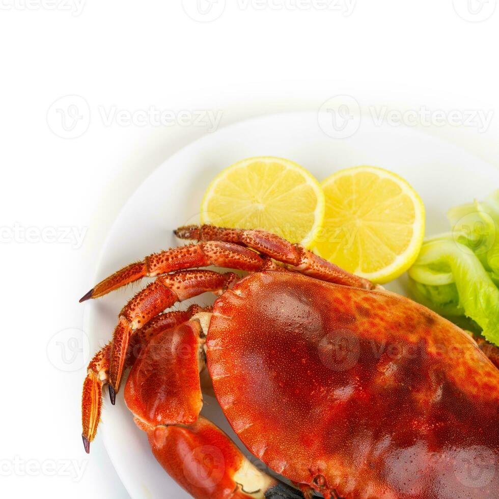 rood smakelijk gekookt krab foto