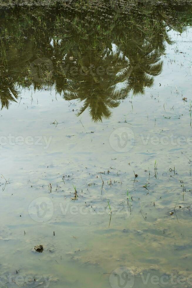 geplant rijst- veld- met reflectie van palm bomen. foto