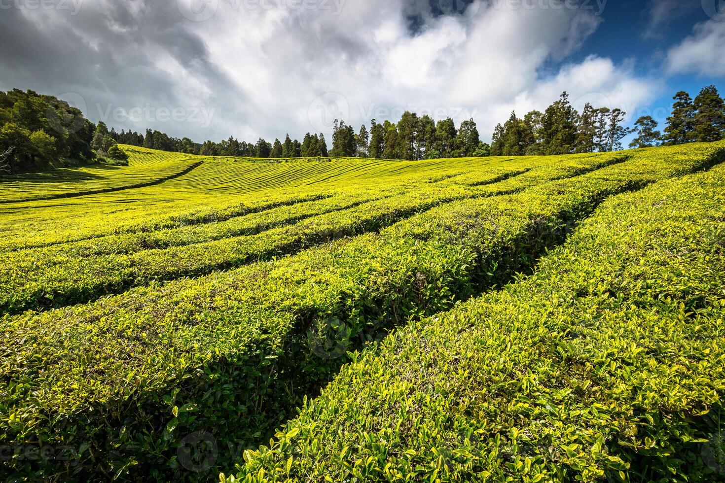 Portugal azoren eilanden sao miguel thee plantage foto