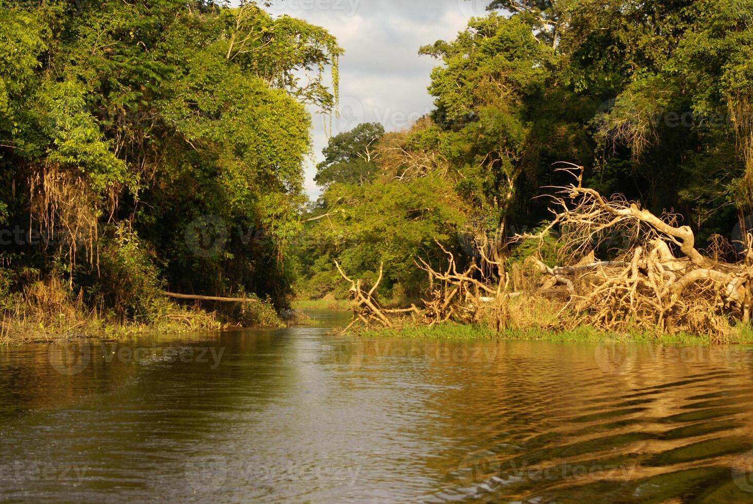 een rivier- en mooi bomen in een regenwoud Peru foto