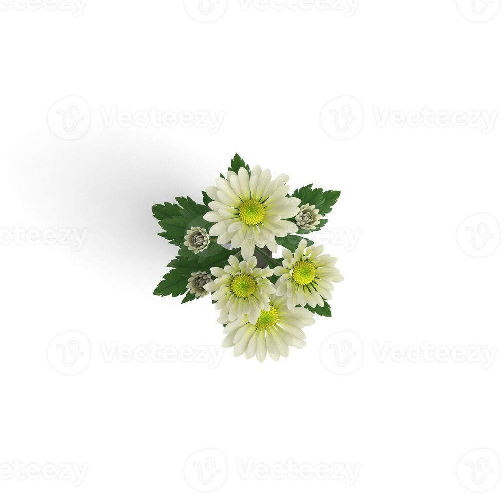 chrysant pot bloemen fantasie schoonheid in bloeiend planten geïsoleerd Aan wit achtergrond foto