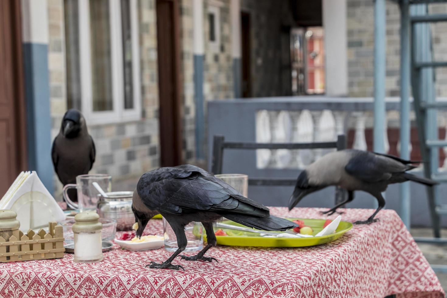 raaf, kraaivogels tijdens het ontbijt. meerzijde, pokhara, nepal foto